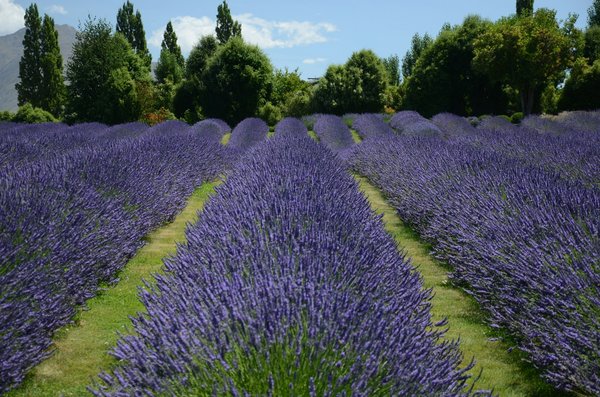 What are the criteria for selecting a holiday rental in the Cotswolds with access to lavender fields?